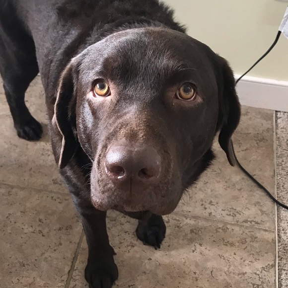 Meet your Posher, Betsy - Picture 1 of 1